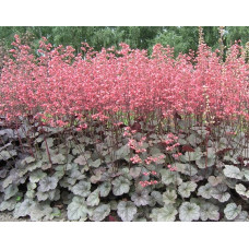 Гейхера Регина (Heuchera Regina) Гейхера Регина (Heuchera Regina)