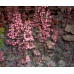 Гейхера Регина (Heuchera Regina) Гейхера Регина (Heuchera Regina)