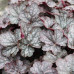 Гейхера Регина (Heuchera Regina) Гейхера Регина (Heuchera Regina)