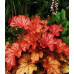 Гейхера Паприка (Heuchera Paprika) Гейхера Паприка (Heuchera Paprika)