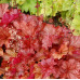Гейхера Паприка (Heuchera Paprika) Гейхера Паприка (Heuchera Paprika)