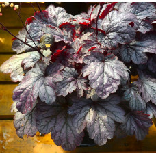 Гейхера Шанхай (Heuchera Shanghai) Гейхера Шанхай (Heuchera Shanghai)