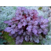 Гейхера Шанхай (Heuchera Shanghai) Гейхера Шанхай (Heuchera Shanghai)