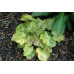 Гейхера Токио (Heuchera Tokyo) Гейхера Токио (Heuchera Tokyo)