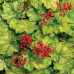 Гейхера Токио (Heuchera Tokyo) Гейхера Токио (Heuchera Tokyo)