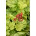 Гейхера Токио (Heuchera Tokyo) Гейхера Токио (Heuchera Tokyo)
