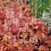 Гейхерелла Редстоун Фоллс (Heucherella Redstone Falls), ампель