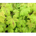Гейхера Санрайз Фолс (Heucherella Sunrise Falls) Гейхера Санрайз Фолс (Heucherella Sunrise Falls)