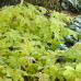 Гейхера Санрайз Фолс (Heucherella Sunrise Falls) Гейхера Санрайз Фолс (Heucherella Sunrise Falls)