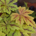 Гейхера Санрайз Фолс (Heucherella Sunrise Falls) Гейхера Санрайз Фолс (Heucherella Sunrise Falls)