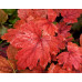 Гейхера Свит Ти (Heucherella Sweet Tea) Гейхера Свит Ти (Heucherella Sweet Tea)
