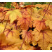Гейхера Свит Ти (Heucherella Sweet Tea) Гейхера Свит Ти (Heucherella Sweet Tea)