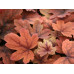 Гейхера Свит Ти (Heucherella Sweet Tea) Гейхера Свит Ти (Heucherella Sweet Tea)
