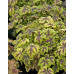 Гейхера Голд Зебра (Heucherella Gold Zebra) Гейхера Голд Зебра (Heucherella Gold Zebra)