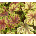 Гейхера Голд Зебра (Heucherella Gold Zebra) Гейхера Голд Зебра (Heucherella Gold Zebra)