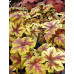 Гейхера Голд Зебра (Heucherella Gold Zebra) Гейхера Голд Зебра (Heucherella Gold Zebra)