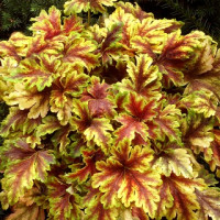 Гейхера Голд Зебра (Heucherella Gold Zebra) Гейхера Голд Зебра (Heucherella Gold Zebra)