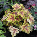 Гейхера Голд Зебра (Heucherella Gold Zebra) Гейхера Голд Зебра (Heucherella Gold Zebra)