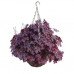 Гейхера Плам Каскад (Heucherella Plum Cascade), ампель Гейхера Плам Каскад (Heucherella Plum Cascade), ампель