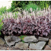 Гейхера Плам Каскад (Heucherella Plum Cascade), ампель Гейхера Плам Каскад (Heucherella Plum Cascade), ампель
