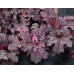 Гейхера Плам Каскад (Heucherella Plum Cascade), ампель Гейхера Плам Каскад (Heucherella Plum Cascade), ампель