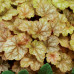 Гейхера Джинджер Эль (Heuchera Ginger Ale) Гейхера Джинджер Эль (Heuchera Ginger Ale)