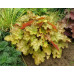 Гейхера Джинджер Эль (Heuchera Ginger Ale) Гейхера Джинджер Эль (Heuchera Ginger Ale)