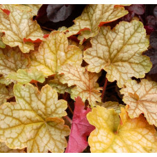 Гейхера Джинджер Эль (Heuchera Ginger Ale) Гейхера Джинджер Эль (Heuchera Ginger Ale)