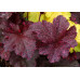 Гейхера Миднайт Роуз Селект (Heuchera Midnight Rose Select) Гейхера Миднайт Роуз Селект (Heuchera Midnight Rose Select)