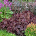 Гейхера Миднайт Роуз Селект (Heuchera Midnight Rose Select) Гейхера Миднайт Роуз Селект (Heuchera Midnight Rose Select)