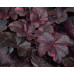 Гейхера Миднайт Роуз Селект (Heuchera Midnight Rose Select) Гейхера Миднайт Роуз Селект (Heuchera Midnight Rose Select)