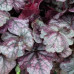 Гейхера Грейп Экспектейшн (Heuchera Grape Expectation) Гейхера Грейп Экспектейшн (Heuchera Grape Expectation)