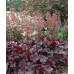 Гейхера Грейп Экспектейшн (Heuchera Grape Expectation) Гейхера Грейп Экспектейшн (Heuchera Grape Expectation)