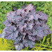 Гейхера Грейп Экспектейшн (Heuchera Grape Expectation) Гейхера Грейп Экспектейшн (Heuchera Grape Expectation)