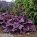 Гейхера Вилд Роуз (Heuchera Wild Rose) Гейхера Вилд Роуз (Heuchera Wild Rose)