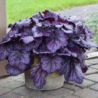 Гейхера Вилд Роуз (Heuchera Wild Rose) Гейхера Вилд Роуз (Heuchera Wild Rose)
