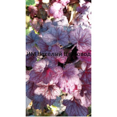 Гейхера Джорджия Плам (Heuchera Georgia Plum) Гейхера Джорджия Плам (Heuchera Georgia Plum)