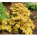 Гейхера Карамель (Heuchera Caramel) Гейхера Карамель (Heuchera Caramel)