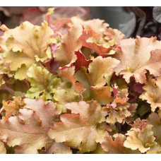 Гейхера Карамель (Heuchera Caramel) Гейхера Карамель (Heuchera Caramel)