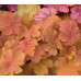 Гейхера Карамель (Heuchera Caramel) Гейхера Карамель (Heuchera Caramel)