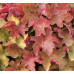 Гейхера Карамель (Heuchera Caramel) Гейхера Карамель (Heuchera Caramel)