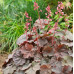 Гейхера Кассис (Heuchera Cassis) Гейхера Кассис (Heuchera Cassis)