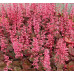 Гейхера Кассис (Heuchera Cassis) Гейхера Кассис (Heuchera Cassis)