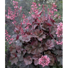 Гейхера Кассис (Heuchera Cassis) Гейхера Кассис (Heuchera Cassis)