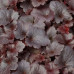 Гейхера Кассис (Heuchera Cassis) Гейхера Кассис (Heuchera Cassis)