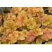 Гейхера Криста (Heuchera Christa) Гейхера Криста (Heuchera Christa)