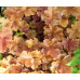 Гейхера Криста (Heuchera Christa) Гейхера Криста (Heuchera Christa)