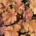 Гейхера Криста (Heuchera Christa) Гейхера Криста (Heuchera Christa)