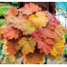 Гейхера Мега Карамель (Heuchera Mega Caramel) Гейхера Мега Карамель (Heuchera Mega Caramel)
