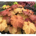 Гейхера Мега Карамель (Heuchera Mega Caramel) Гейхера Мега Карамель (Heuchera Mega Caramel)